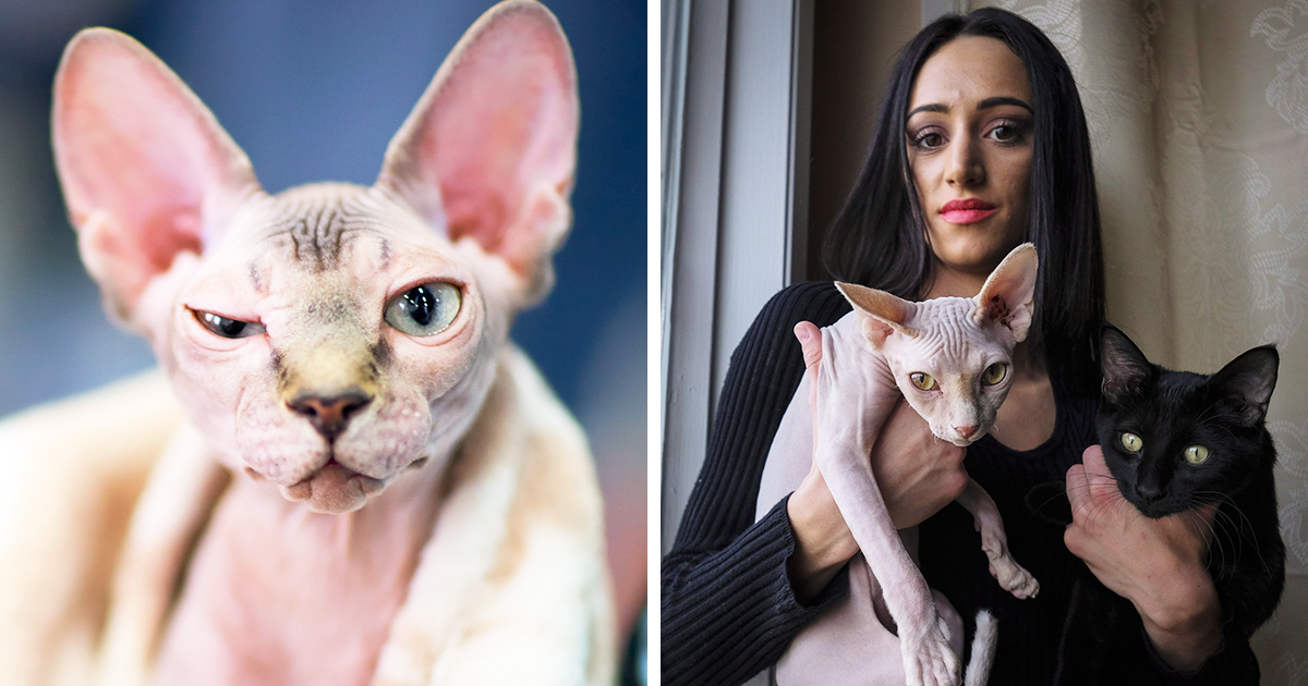 Woman Shocked After Realizing Her 700 Hairless Sphynx Cat Is Actually A Regular Cat That Was Shaved Bored Panda