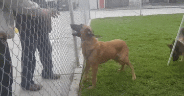 Abandoned Dog Excited To Meet Her Family In A Shelter, But They're There To Adopt Another Dog Instead