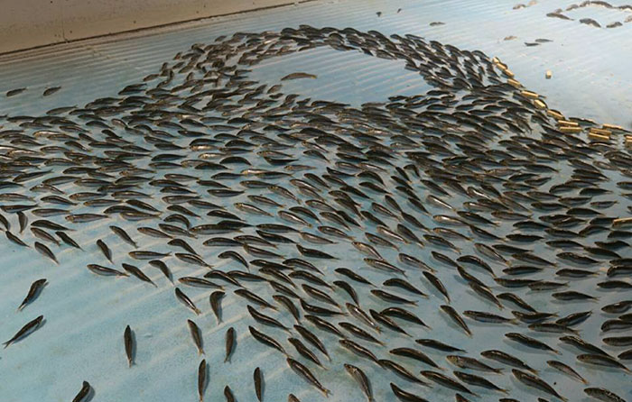 People Outraged After Japan Skating Rink Freezes 5,000 Fish In The Ice