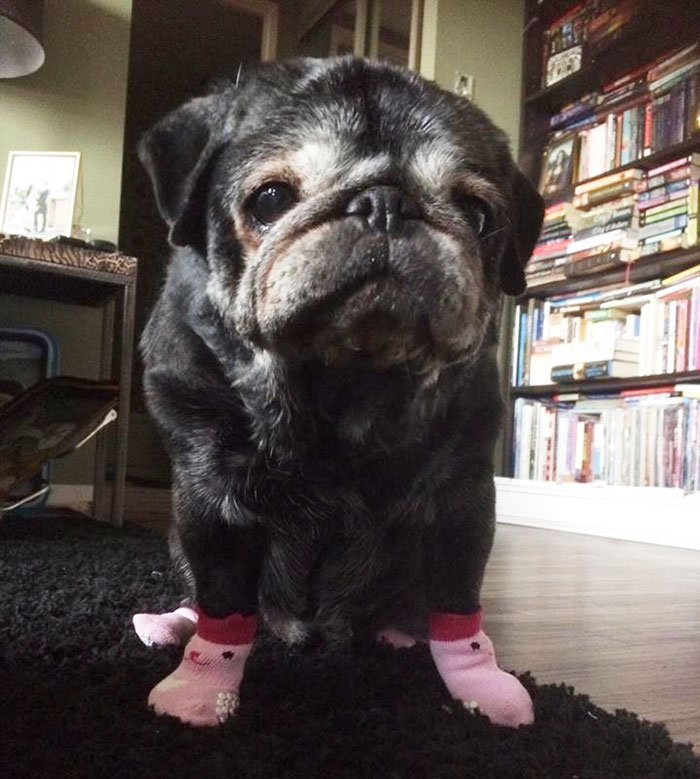 All This Pug Needed Was A Pair Of Socks, And His Life Totally Changed