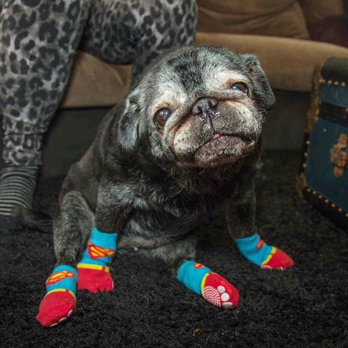 All This Pug Needed Was A Pair Of Socks, And His Life Totally Changed