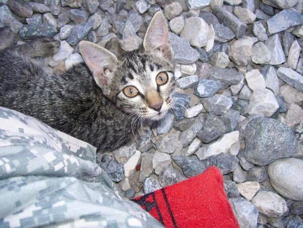 This Soldier Refused To Leave Sick Kitten Behind In Afghanistan