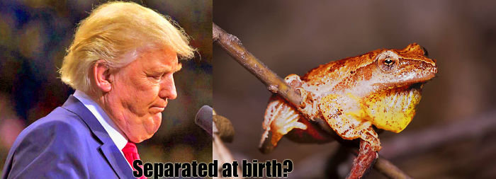 Trump Bullfrog -seperated At Birth