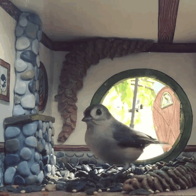 Woman Builds Tiny Houses For Birds That Visit Her