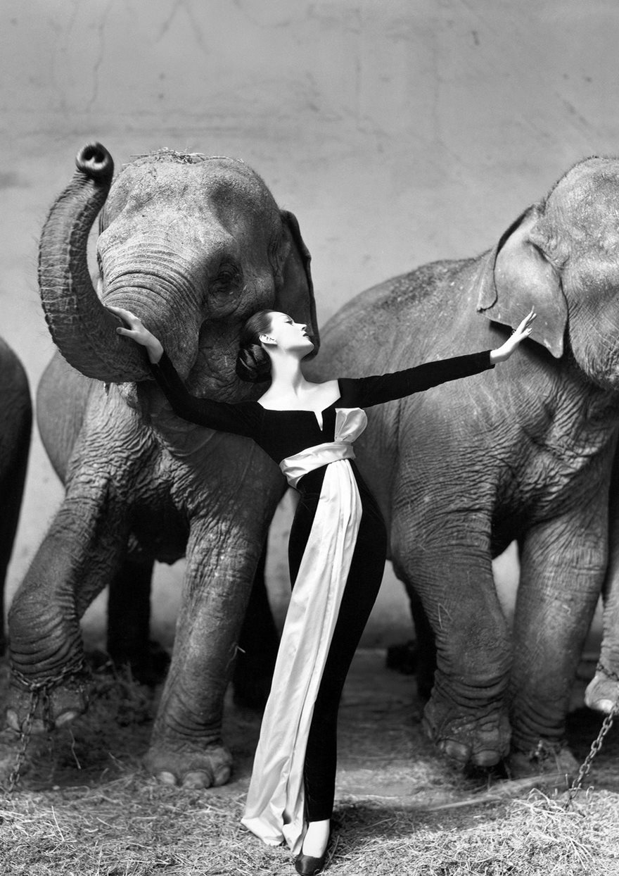 Dovima With Elephants, Paris, August, Richard Avedon, 1955