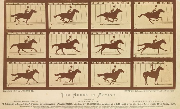 Horse in motion by Muybridge, capturing sequential horse galloping frames, showcasing early famous photographic motion study.