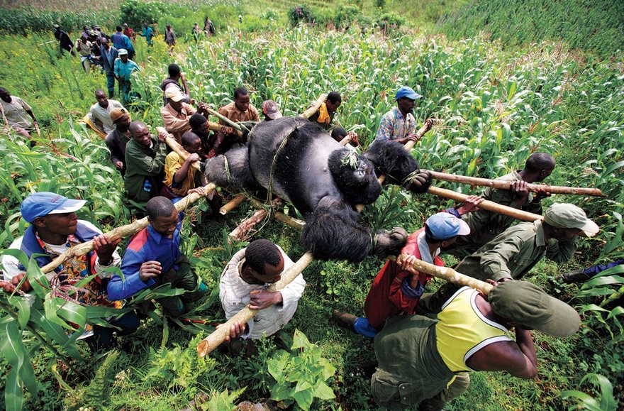 Gorilla In The Congo, Brent Stirton, 2007