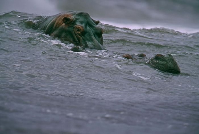 Hippo submerged in water, eyes and ears visible, symbolizing famous photos in wildlife history.