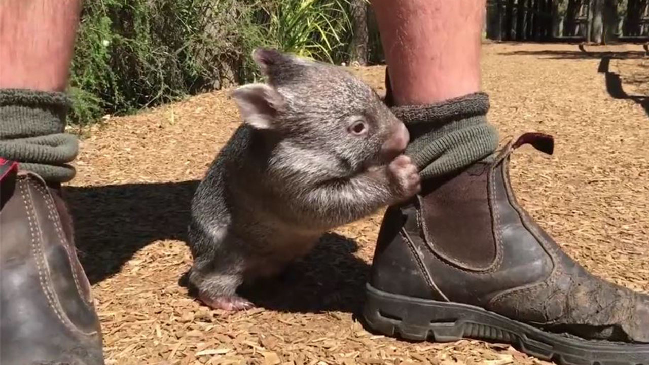 This Wombat Thinks He's A Dog