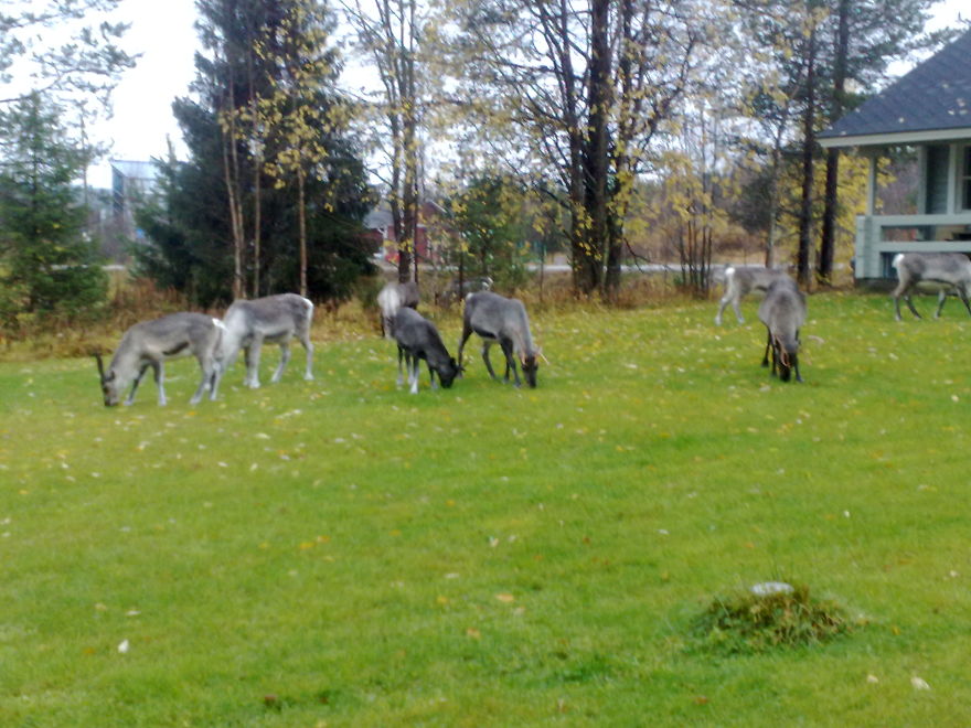 Reindeers At Backyard We Dont Need The Lawnmower