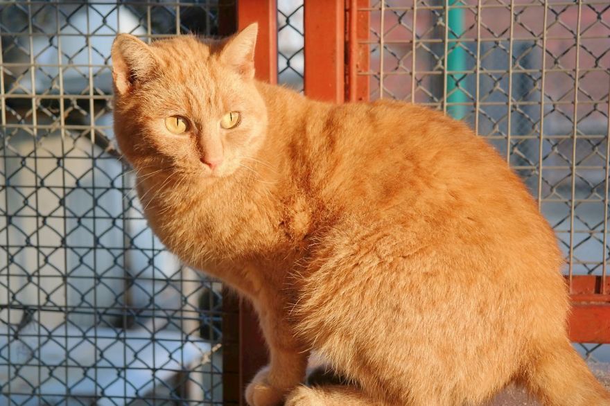 I Capture The Stunning Beauty Of Shelter Cats