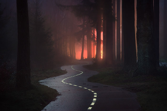 23 Photos That Reveal The Magic Of Dutch Forests