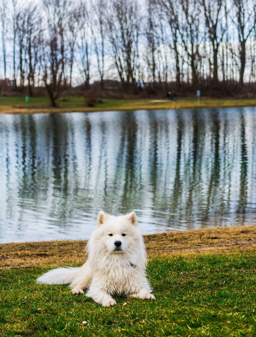 I Make Photos Of Our Lovely Samoyed Dog Totosha Who Just Changed Our Lives For Better