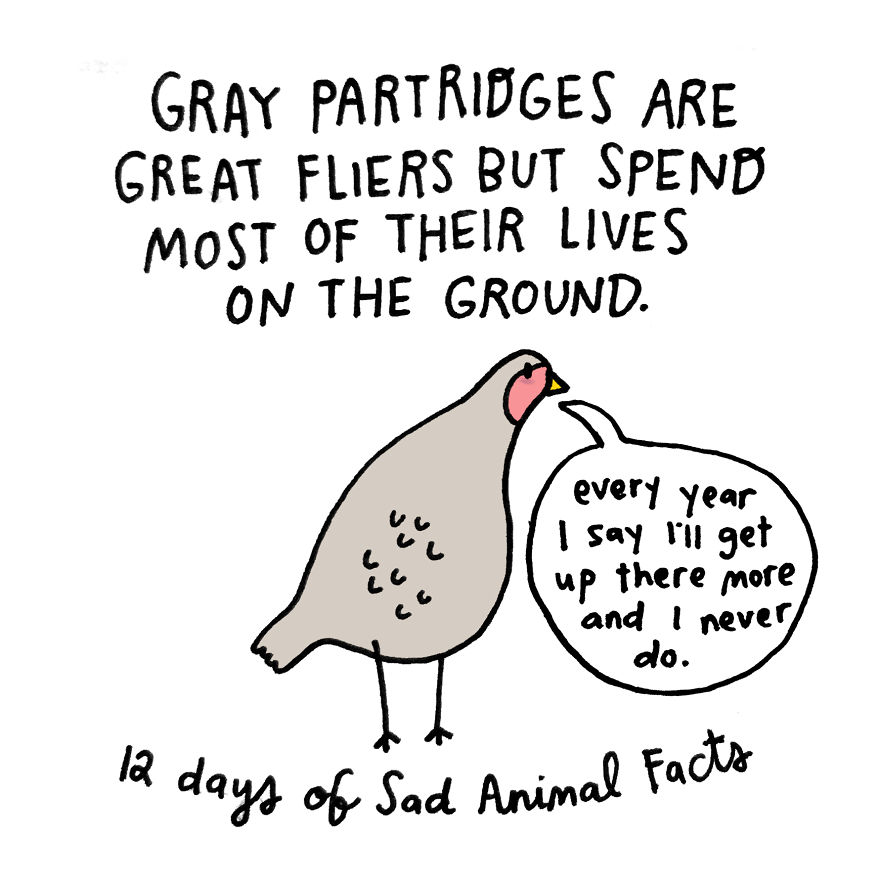 On The First Day Of Christmas My True Love Gave To Me: A Partridge That Prefers The Ground To A Pear Tree