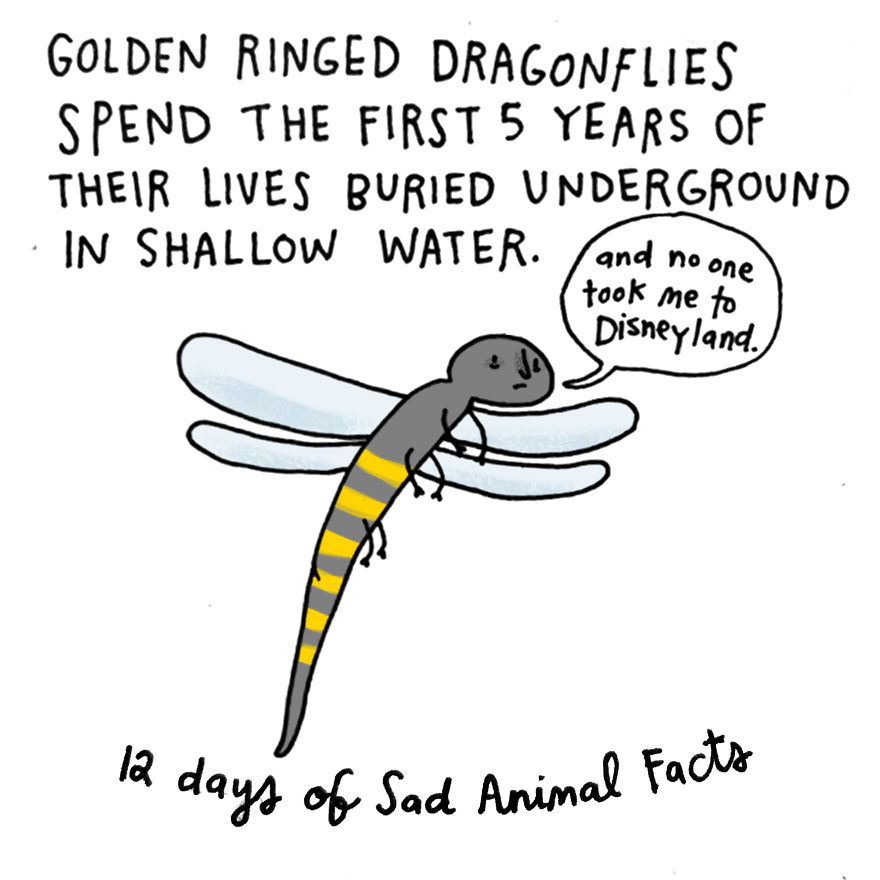 On The Fifth Day Of Christmas My True Love Gave To Me: A Golden-ringed Insect With A Deprived Childhood