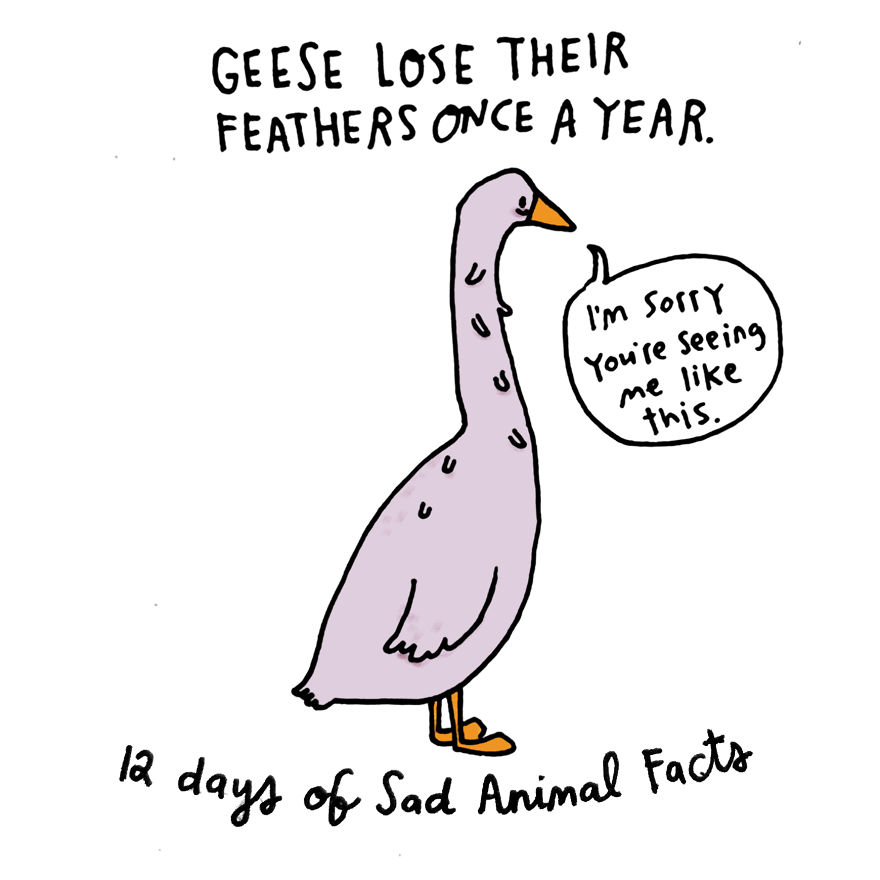 On The Sixth Day Of Christmas My True Love Gave To Me: Six Embarrassed Geese