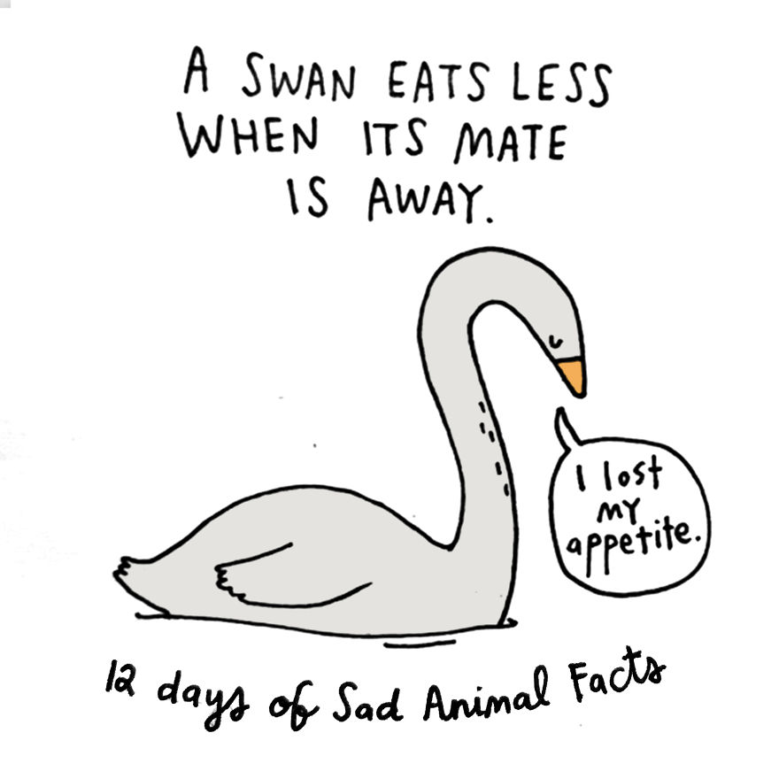 On The Seventh Day Of Christmas My True Love Gave To Me: One Lonely Swan