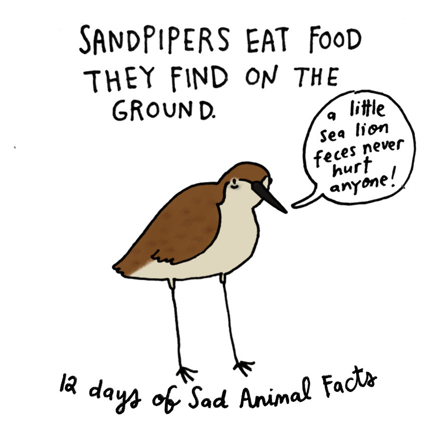 On The Eleventh Day Of Christmas My True Love Gave To Me: Eleven Sandpipers Piping