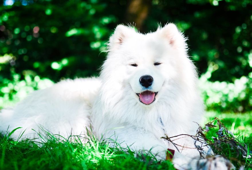 I Make Photos Of Our Lovely Samoyed Dog Totosha Who Just Changed Our Lives For Better