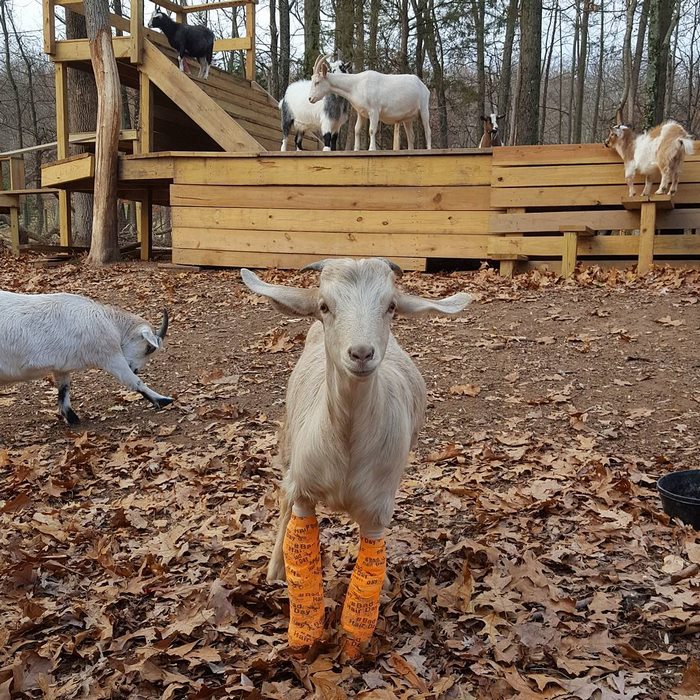Woman Quits Stressful City Job To Raise Special Needs Baby Goats, Loves Every Minute Of It