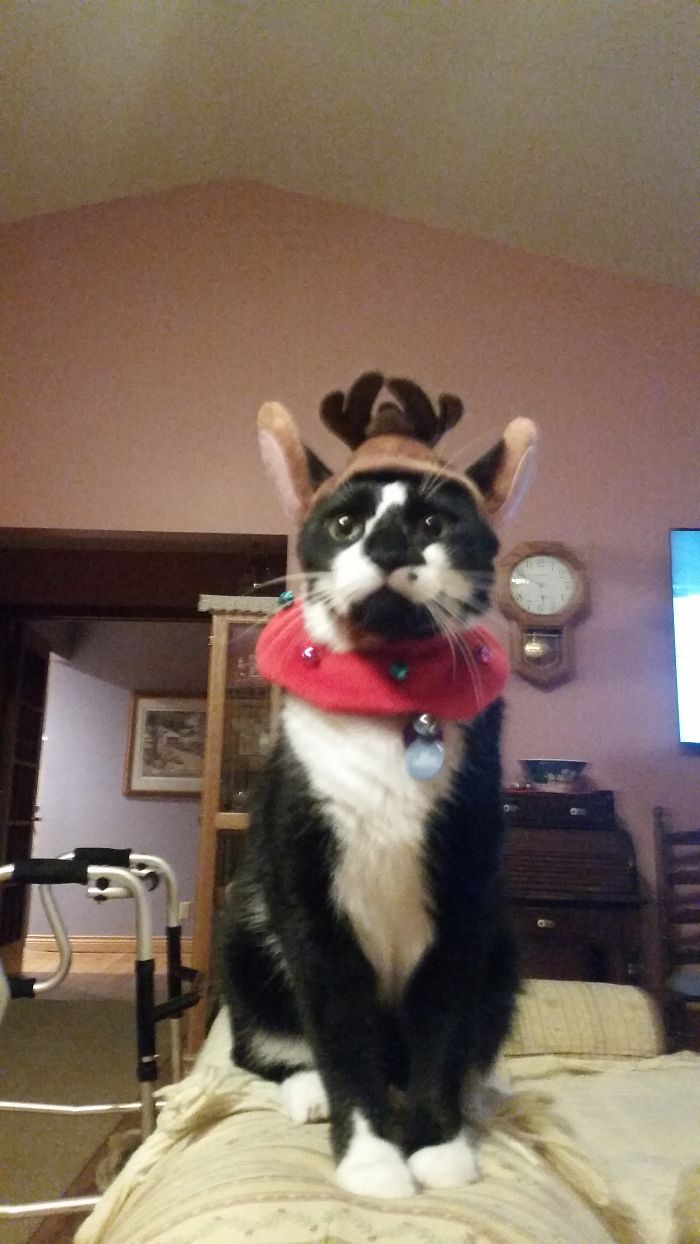 Meowy Christmas, Now Get These Stupid Antlers Off Of Me...