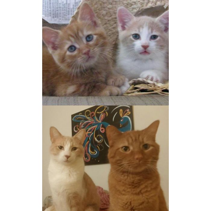 Brothers Smith And Wesson At 6 Weeks Old And Now 5 Years Old..