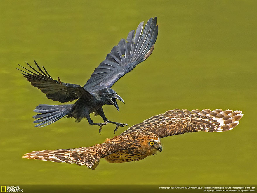 Honorable Mention, Animal Portraits: Crow Chasing Puffy Owl