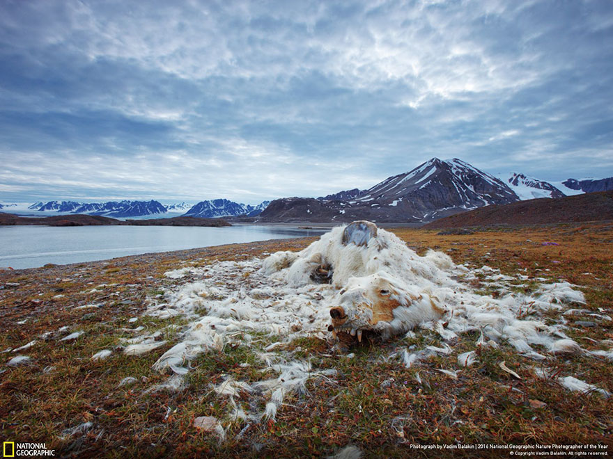 First Place Winner, Environmental Issues: Life And Death, Svalbard And Jan Mayen
