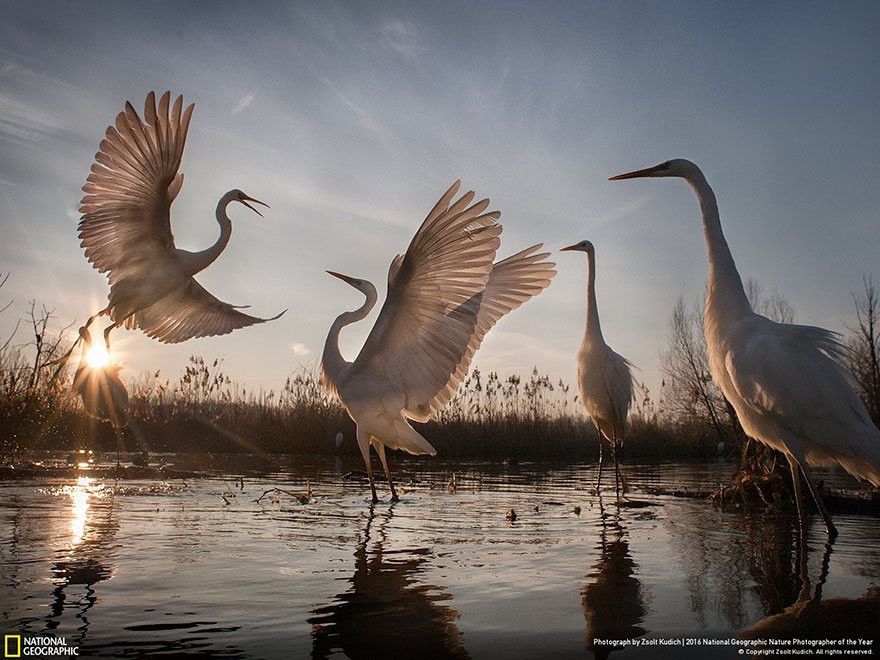 Third Place Winner, Action: Changing Fortunes Of The Great Egret, Hungary