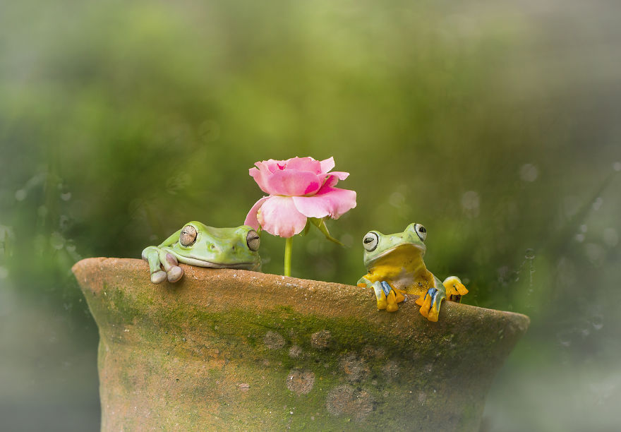 How Cute And Funny The Frogs