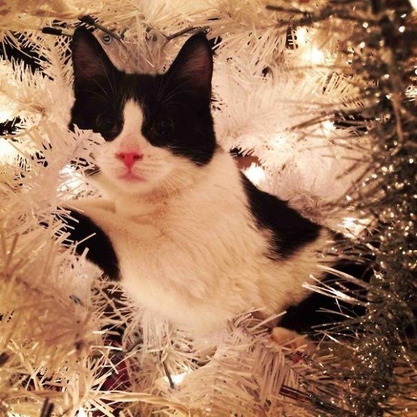 25 Cats Who Are Really Glad You Finally Put Up The Christmas Tree