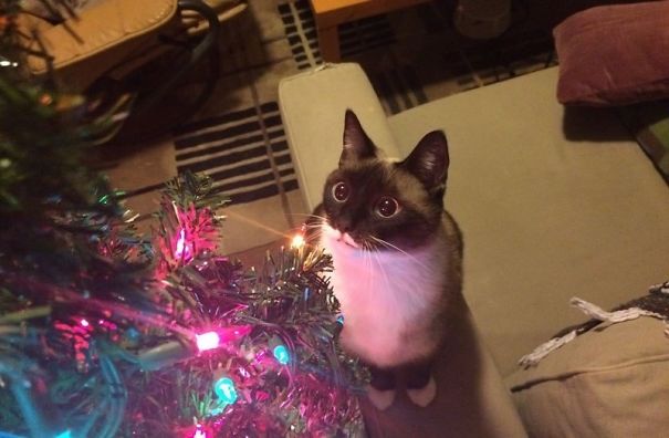 25 Cats Who Are Really Glad You Finally Put Up The Christmas Tree