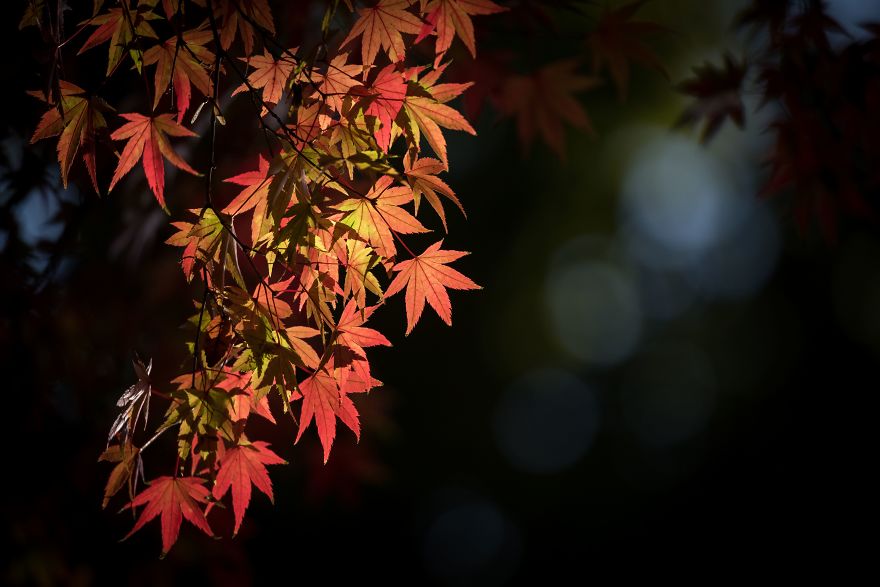 Autumn Leaves Show True Colors In Tokyo