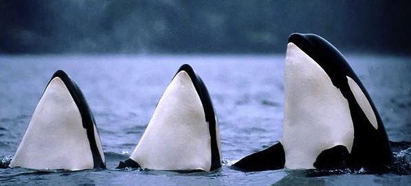 3-orcas-spyhopping.jpg
