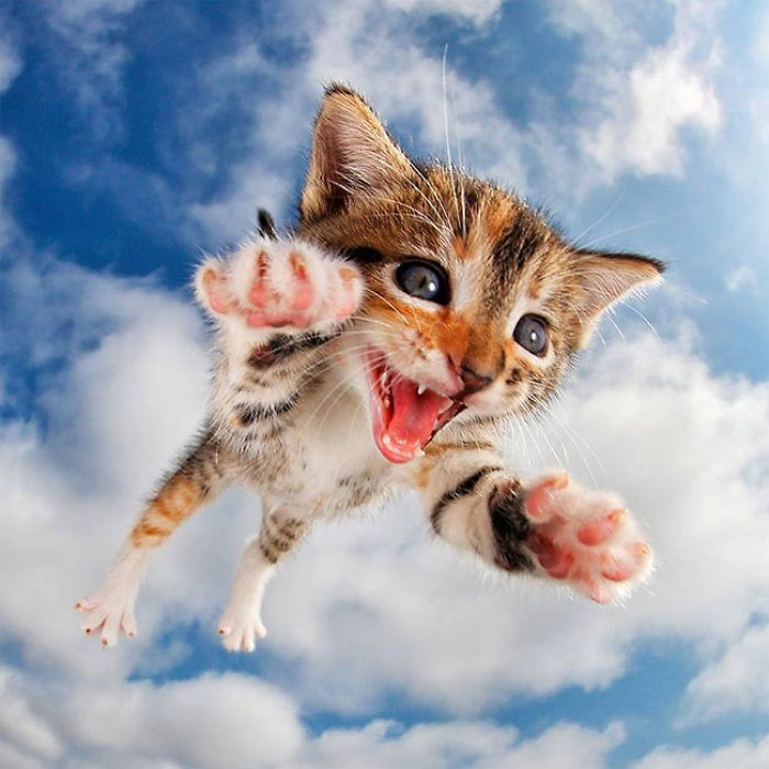Cute Cats Flying Through The Air!