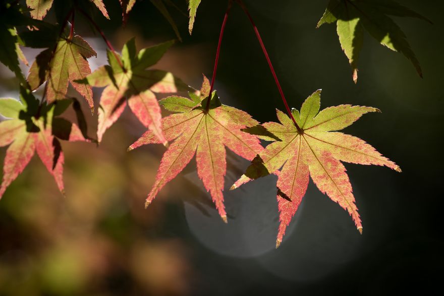 Autumn Leaves Show True Colors In Tokyo