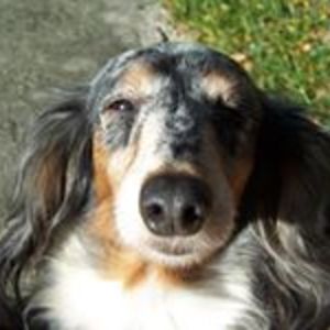 camprobin1962 avatar