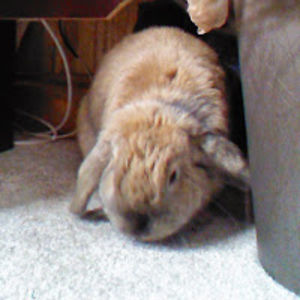 isabelbunnykitty avatar