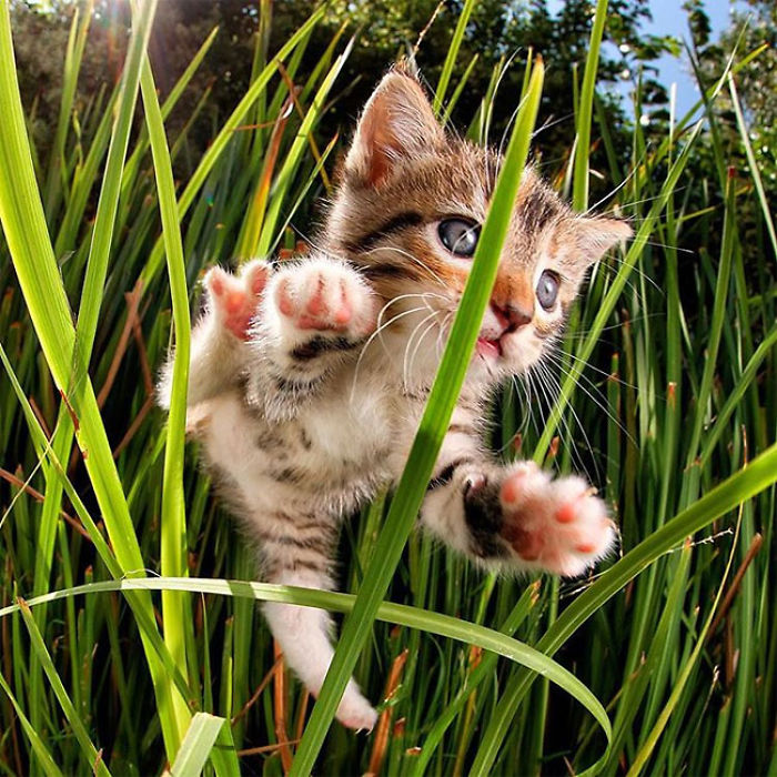 Cute Cats Flying Through The Air!
