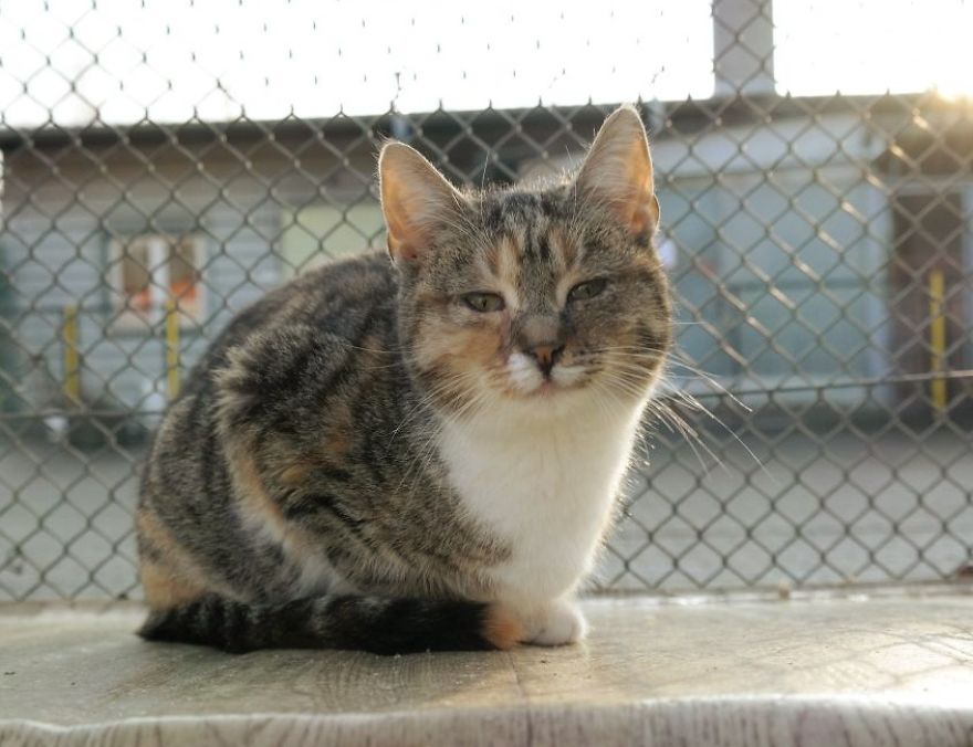 I Capture The Stunning Beauty Of Shelter Cats