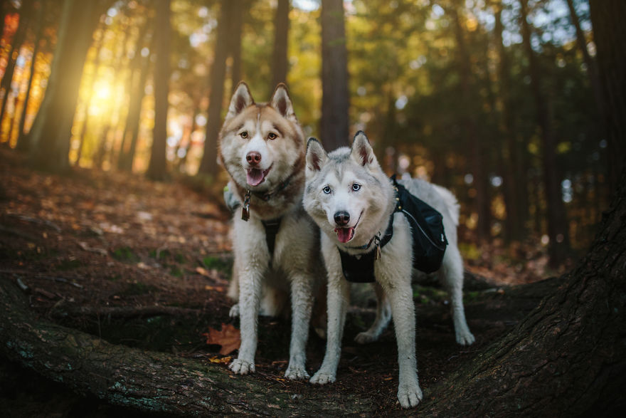 My Beautiful Huskies Helped Me Overcome Clinical Depression And Get On My Feet Again