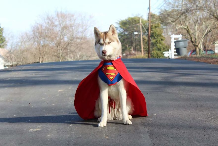 Banner, The Super Hero Service Dog Uses Cosplay To Educate Children About Service Dogs