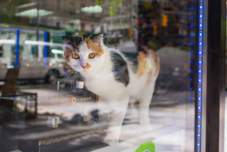 I Spent Last Summer Photographing Cats In Shops All Over NYC