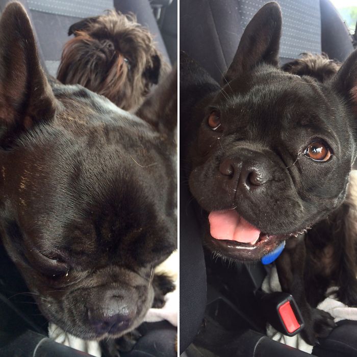 Coco, Before And After "good Girl!"