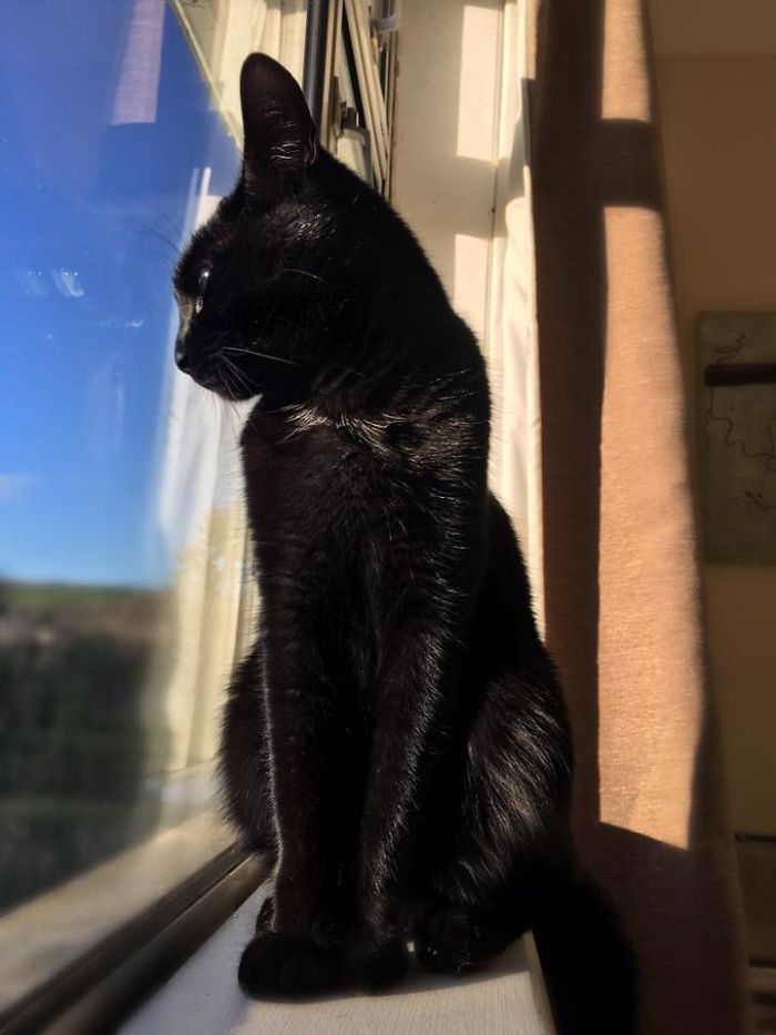 Proof That Black Cats Are Simply Majestic