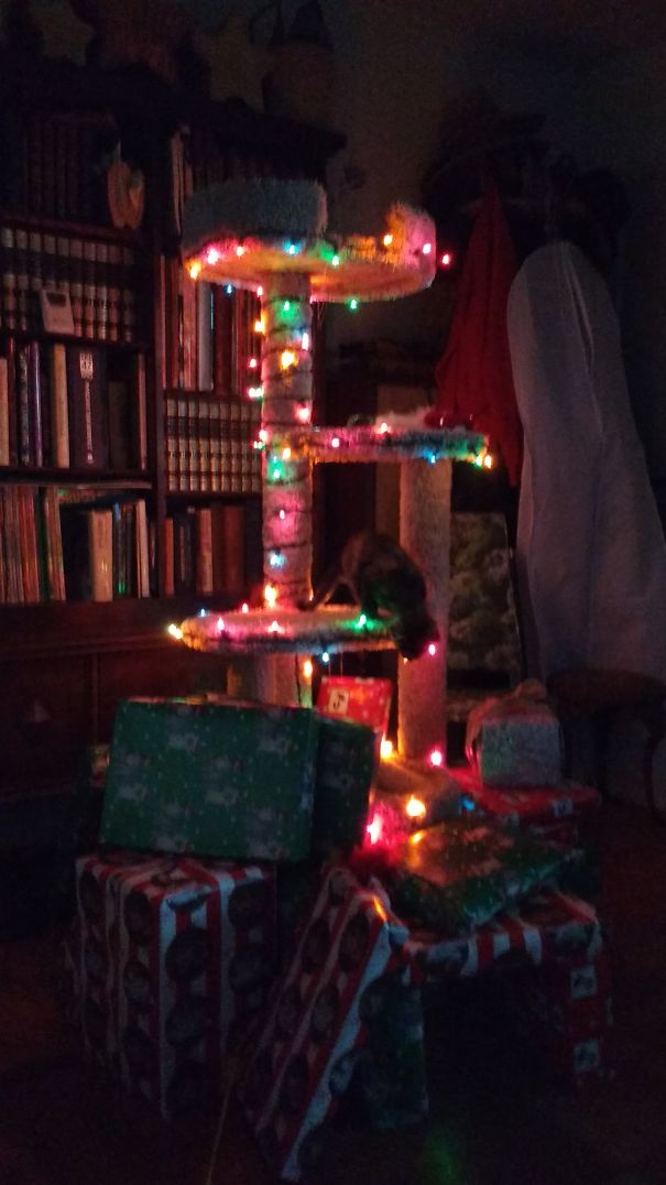 This Year's Kitten-proof Christmas Tree.