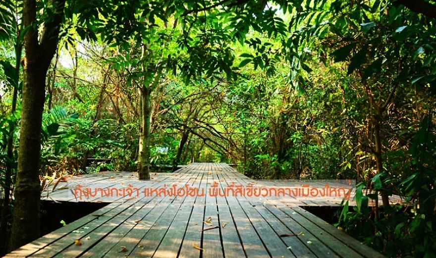 What To Do At Bang Krachao