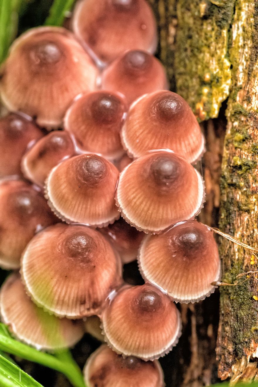 I Photograph Mushrooms And Try To Present Them In The Most Beautiful Way Possible
