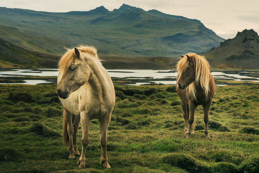 I Documented The Surprising Side Of The Rugged Wild Horses Of Iceland