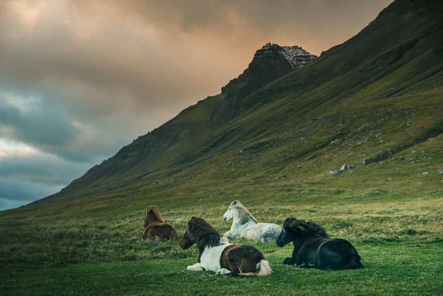 I Documented The Surprising Side Of The Rugged Wild Horses Of Iceland